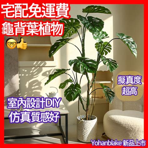 龜背葉 風水|【風水樹龜背竹】現代家居風水家裡種這些風水植物生。